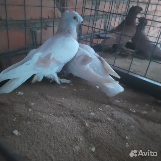 Голуби узбеки