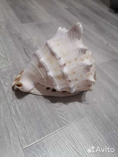Ракушка новая