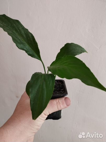 Фикус лирика бамбино, монстера, черенки