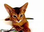 Чистокровные Абиссинские котята с документами