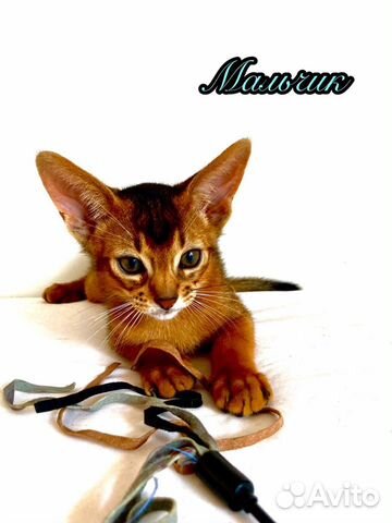 Чистокровные Абиссинские котята с документами объявление продам