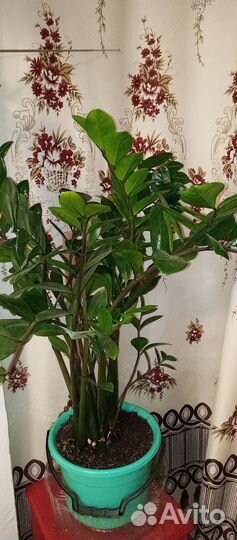 Продам замиокулькас (долларовое дерево)