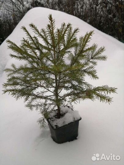 Ель живая в горшке