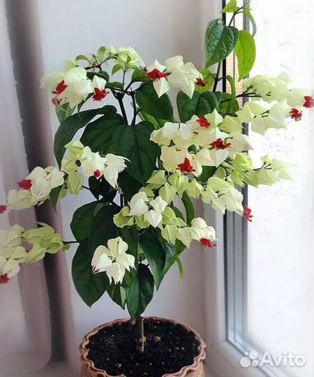 Домашнее растения