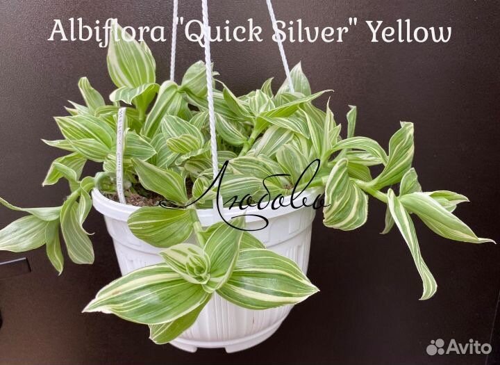 Традесканция