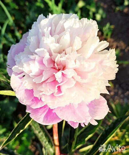 Пион.Травянистый пион.Ароматный пион.Корни пиона