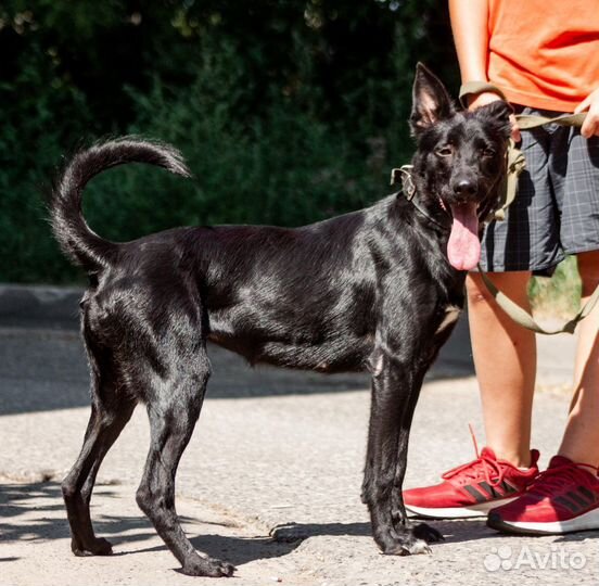 Собака-компаньон Ультима в добрые руки