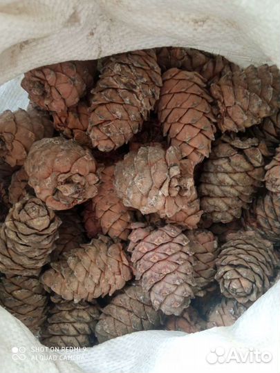 Орех кедровый