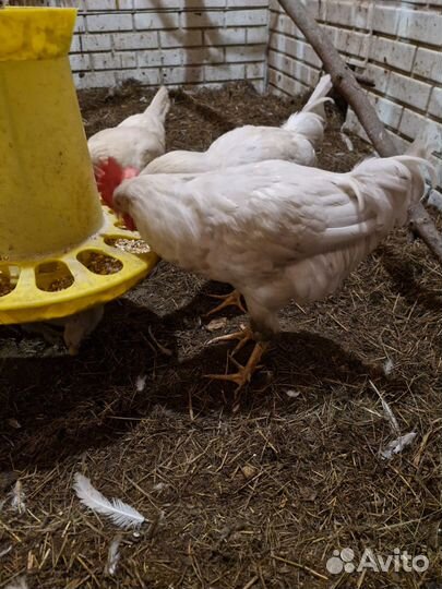 Молодые петухи и куры