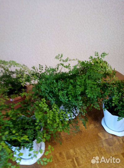 Адиантум венерин волос