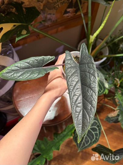 Алоказия скальпрум