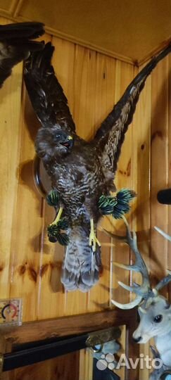 Чучело крупного ястреба