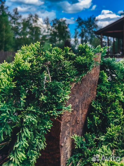 Можжевельник горизонтальный 'Blue Chip'