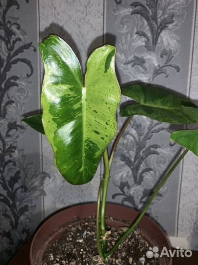 Домашние растения