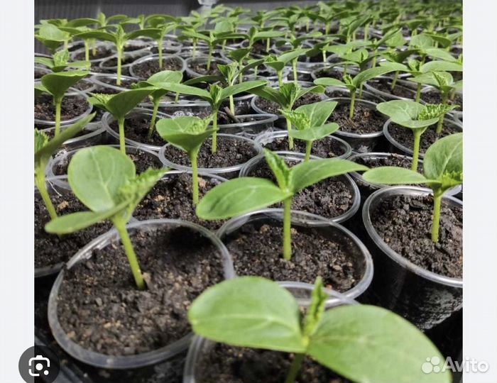 Рассада цветов и овощей