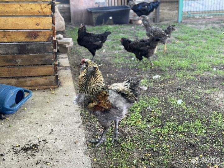 Петухи гергебильские