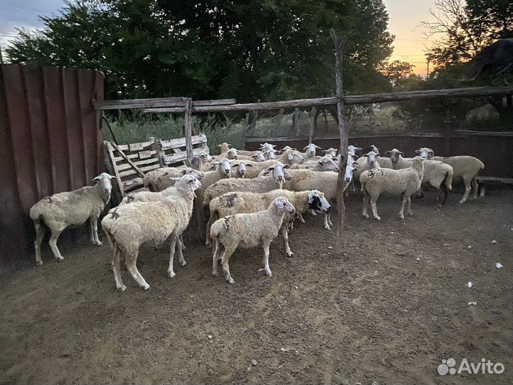 Овцы