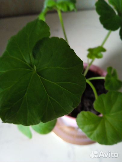 Пеларгония герань