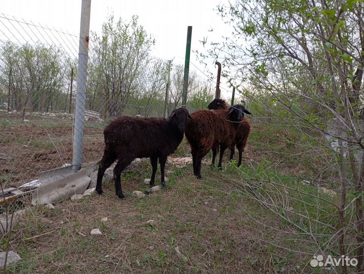 Бараны