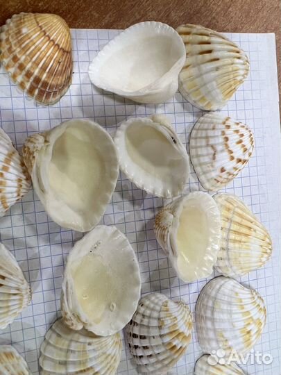 Ракушки
