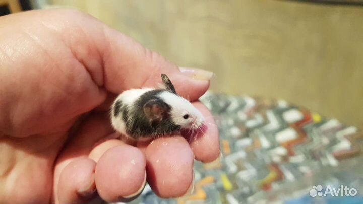 Бамбуковые мышки