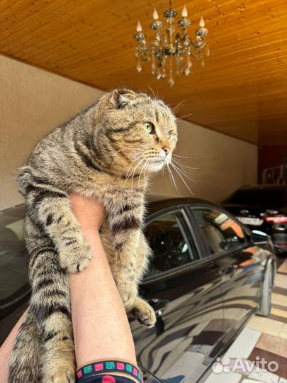 Котик вислоухий
