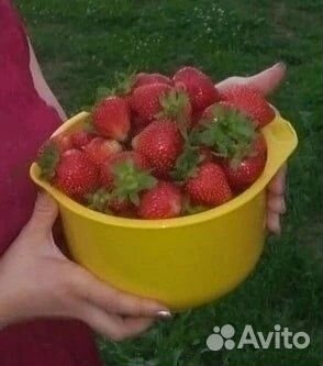Продам усы клубники сорта микс