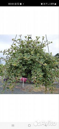 Плектрантус