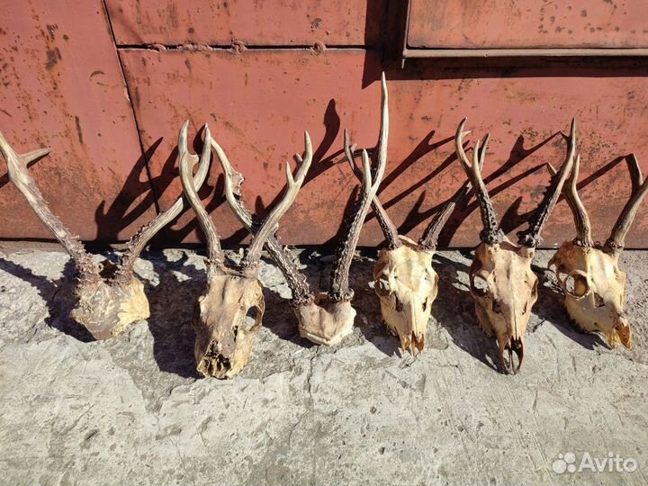 Рога косули