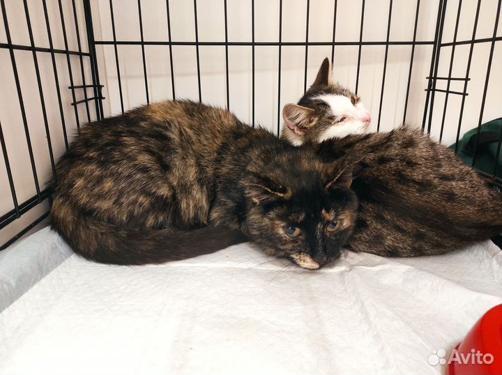 Кошки в добрые руки