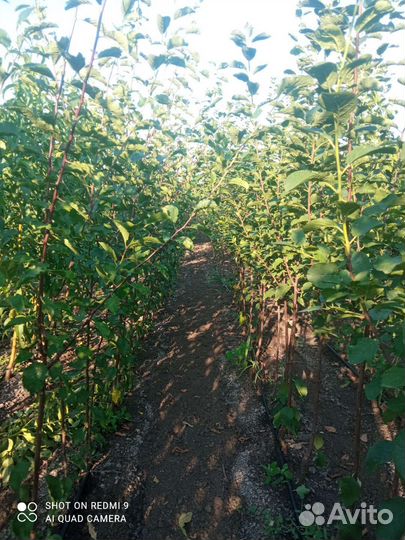 Саженцы плодовых деревьев
