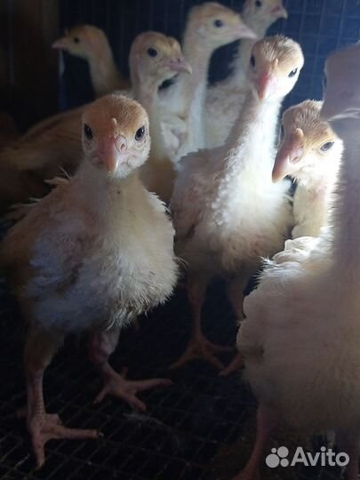 Утята, индюшата