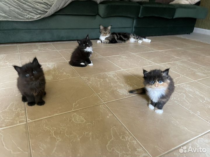 Котята мейн-кун