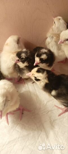 Инкубационное яйцо кур