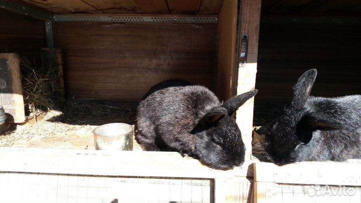 Другие животные