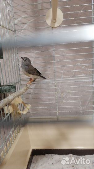 Зебровые амадины