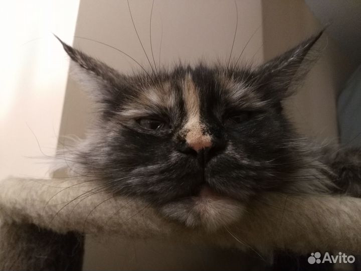 Котята мейн-кун