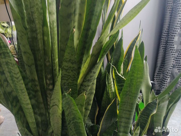 Сансевиерия