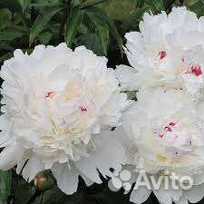 Пионы разные