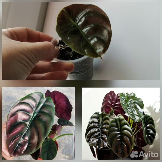 Комнатные растения и цветы