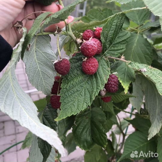 Малина ремантантная саженцы