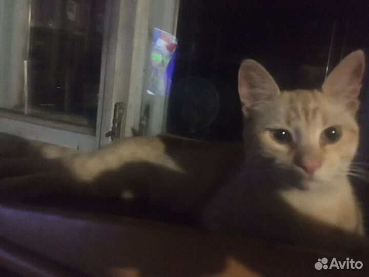 Кот светло-рыжего цвета без пятен