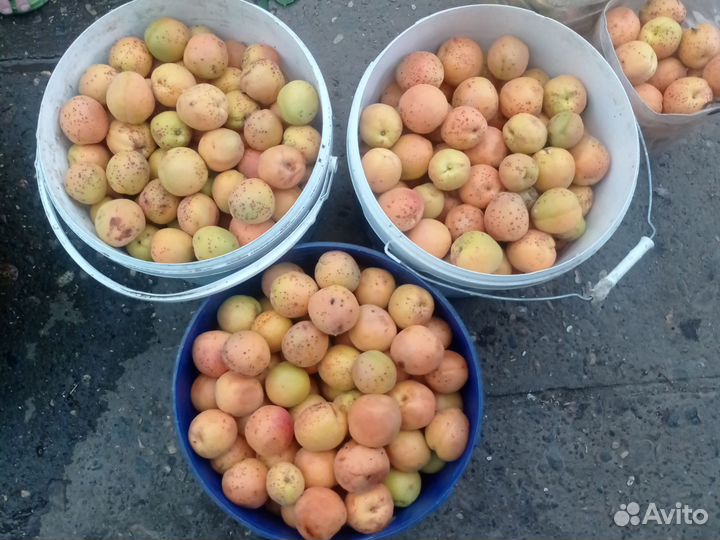 Саженцы абрикос