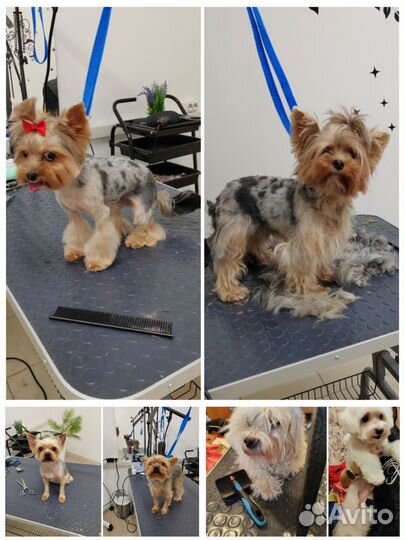 Груминг, тримминг