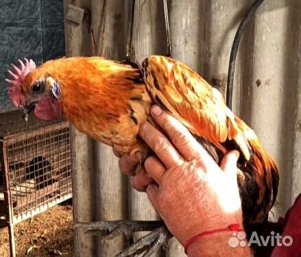 Молодые петушки