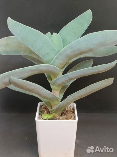 Суккуленты 3