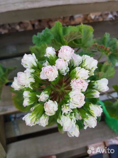 Пеларгония сортовая