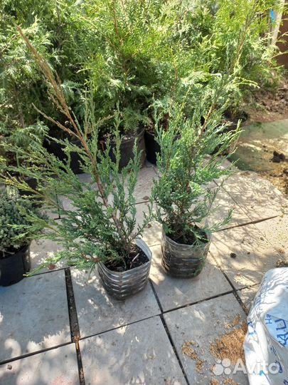 Можжевельник скальный блю эрроу