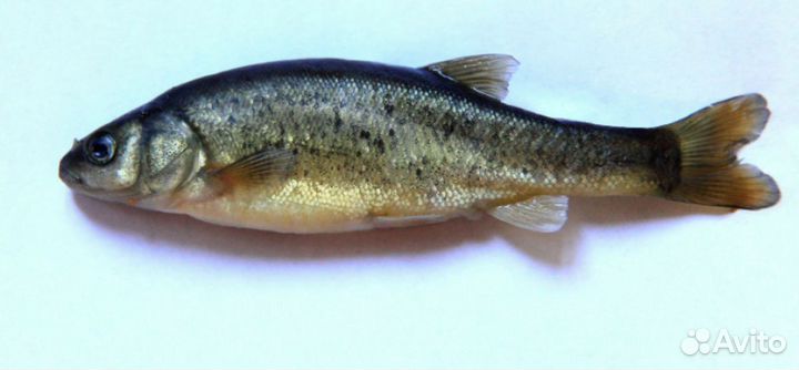 Свежая рыба