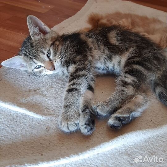 Котята коты кошки